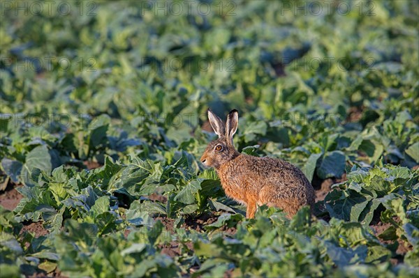 European brown hare (Lepus europaeus) foraging on cabbage field and eating leaves of cabbages in summer