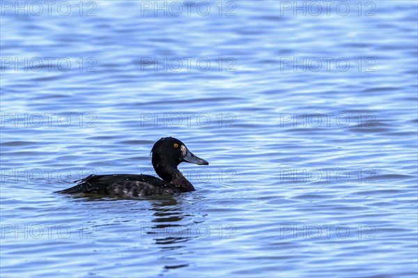 Tufted duck, tufted pochard (Aythya fuligula, Anas fuligula) adult female swimming in lake