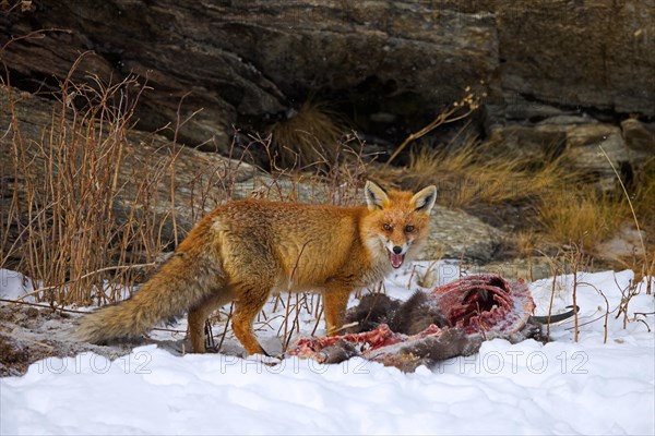 Scavenging red fox (Vulpes vulpes) feeding on carcass of killed, perished chamois in the snow in winter in the Alps