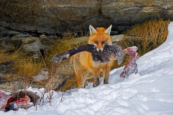 Scavenging red fox (Vulpes vulpes) walking away in the snow with leg of killed, perished chamois in winter in the Alps