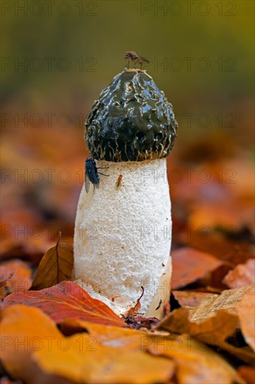 Common stinkhorn (Phallus impudicus) mature fruiting body with foul smelly, sticky spore mass on cap attracting flies in forest in autumn, fall