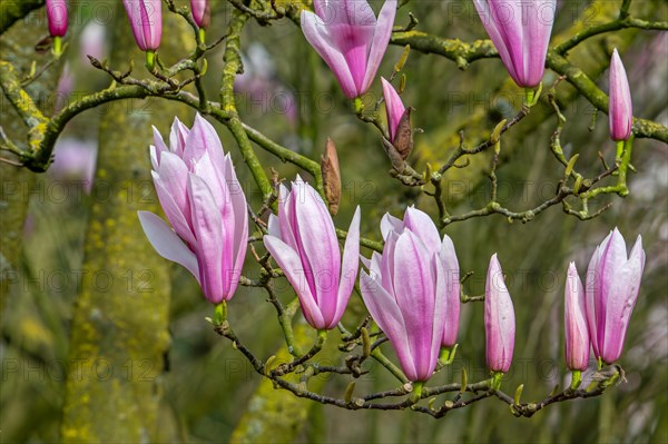 Blooming magnolia showing buds and pink flowers in spring