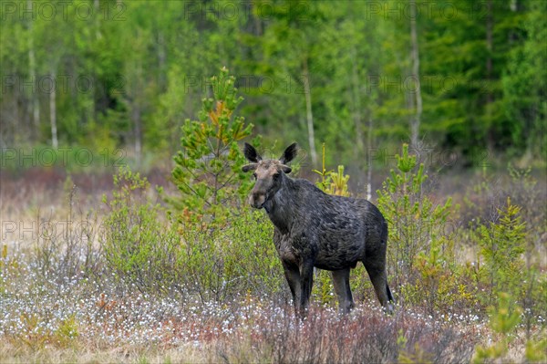Moulting moose, elk (Alces alces) young bull with antlers covered in velvet foraging in swamp, marsh in spring, Sweden, Europe