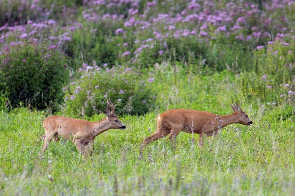 European roe deer (Capreolus capreolus) buck chasing doe in heat before mating in meadow during the rut in summer