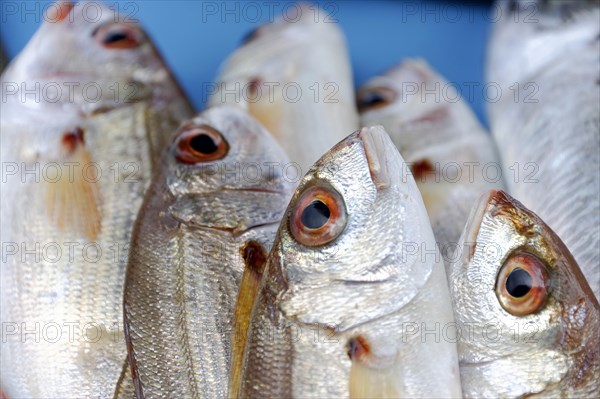 Various Mediterranean fish, fish market at the old harbour, Vieux Port, Marseille, close-up of fish on ice with visible scales and eyes, Marseille, Departement Bouches du Rhone, Region Provence Alpes Cote d'Azur, France, Europe