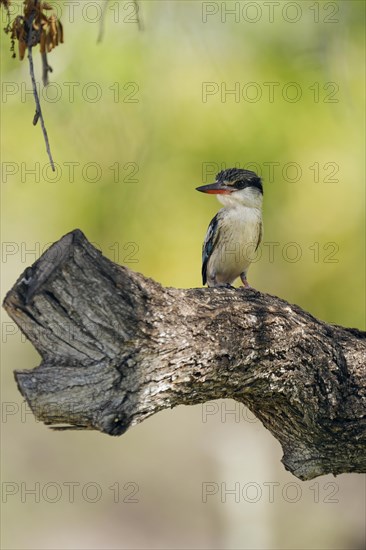 Striped fleece, South Africa, Limpopo, Africa