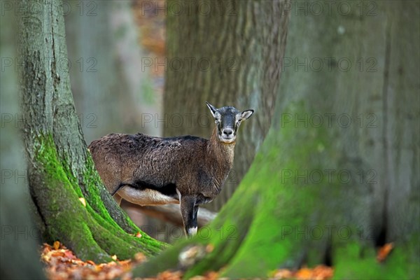 European mouflon (Ovis aries musimon, Ovis gmelini musimon, Ovis ammon) ewe, female in forest in autumn, fall