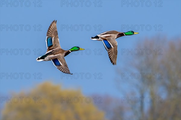 Two male mallards, wild ducks (Anas platyrhynchos), drakes in breeding plumage flying over tree tops in late winter