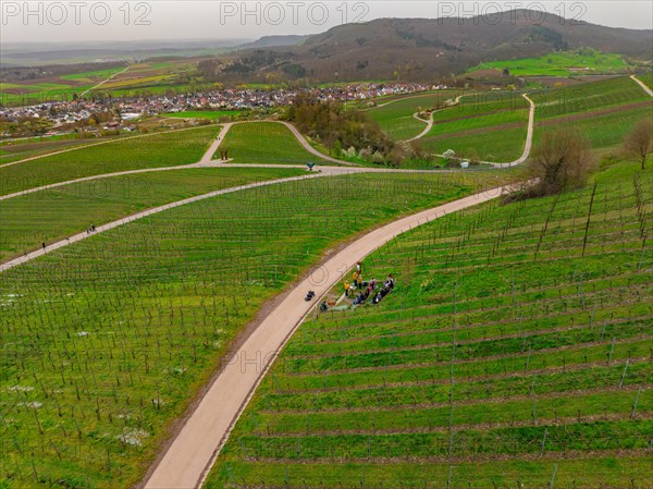 Aerial view of a winding road with people and bicycles between green vineyards on a cloudy day, Jesus Grace Chruch, Weitblickweg, Easter hike, Hohenhaslach, Germany, Europe