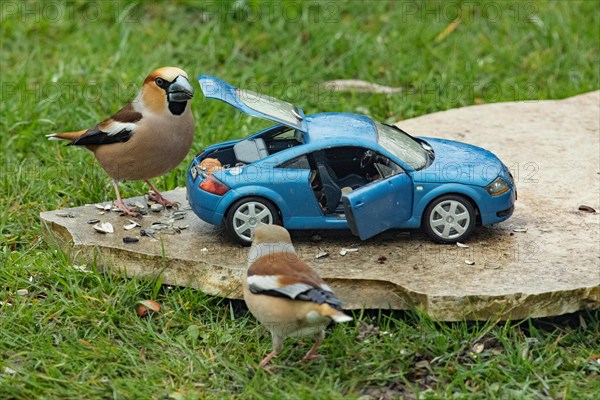 Hawfinch male and female next to blue model car Audi TT standing on stone slab in green grass different seeing