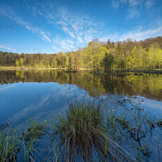 Lake Albertsee in the morning light, swampy sinkhole lake with floating islands in Frauenseer Forst, Marksuhl, Thuringia, Germany, Europe