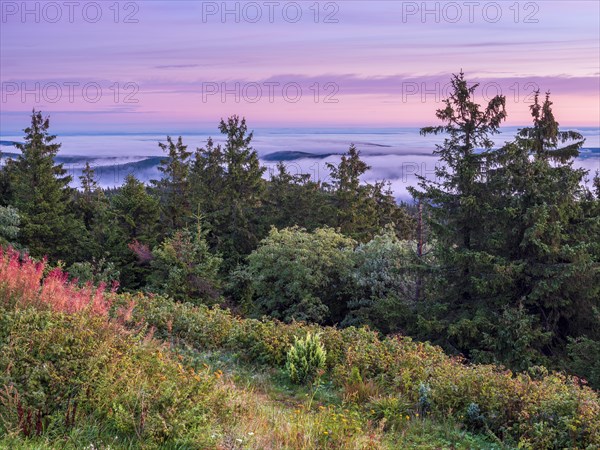 Morning atmosphere with dawn red and morning fog on the Schneekopf in the Thuringian Forest, view over endless forests, above the clouds, Gehlberg, Thuringia, Germany, Europe