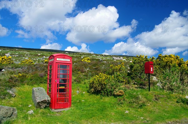 British telephone box and letterbox surrounded by flowering gorse, spring, Highlands, Scotland, Great Britain