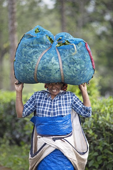 Indian tea picker carrying a big bag of tea leaves on her head, Munnar, Kerala, India, Asia