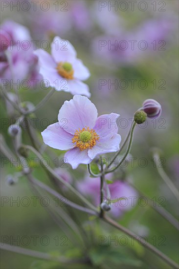 Chinese anemone (Anemone hupehensis), North Rhine-Westphalia, Germany, Europe