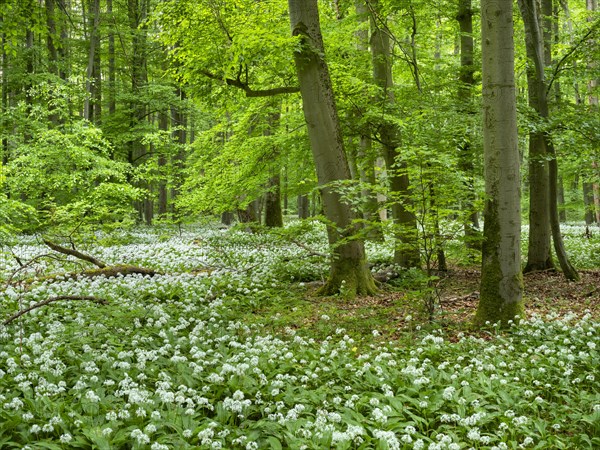 Ramson (Allium ursinum) in the beech forest, Hainich National Park, Bad Langensalza, Thuringia, Germany, Europe