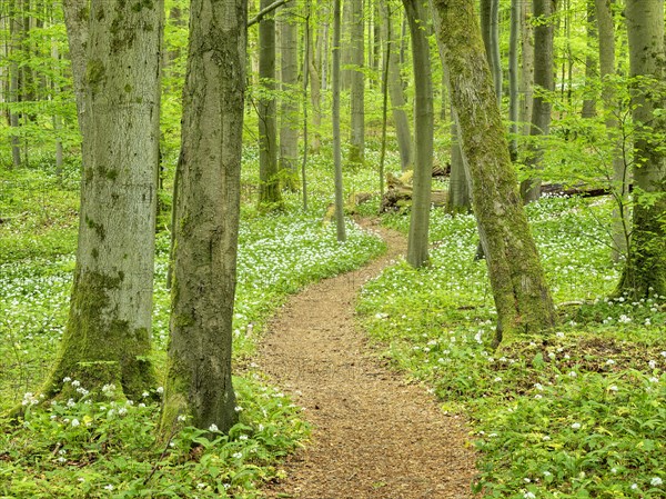 Hiking trail through the ramson (Allium ursinum) in the beech forest, Hainich National Park, Bad Langensalza, Thuringia, Germany, Europe