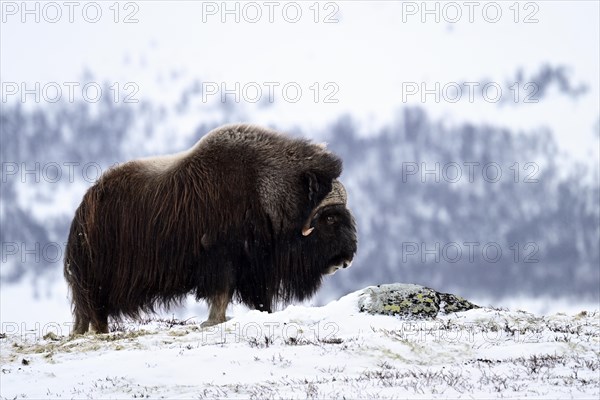 Musk ox (Ovibos moschatus) in the snow, Dovrefjell-Sunndalsfjella National Park, Norway, Europe