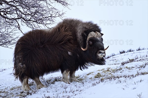 Musk ox (Ovibos moschatus) in the snow, Dovrefjell-Sunndalsfjella National Park, Norway, Europe