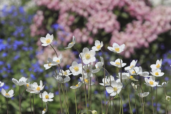 Wood anemone (Anemonoides nemorosa) (syn.: Anemone nemorosa), North Rhine-Westphalia, Germany, Europe