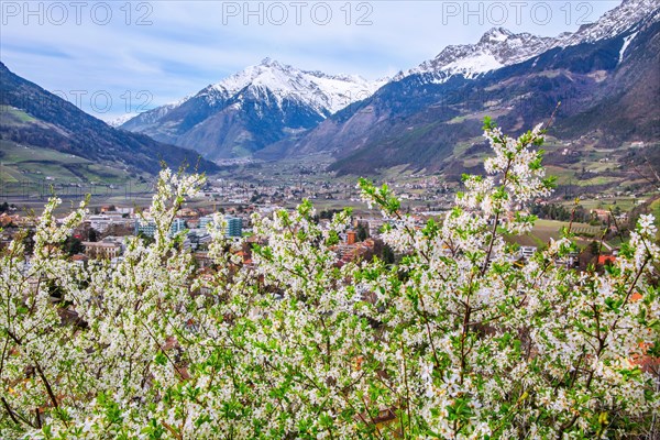 Spring blossom with the Texel Group and the Zielspitze 3006m, Merano, Pass Valley, Adige Valley, Burggrafenamt, Alps, South Tyrol, Trentino-South Tyrol, Italy, Europe