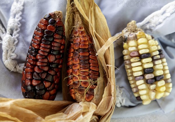 San Pablo Huitzo, Oaxaca, Mexico, Farmers are part of a cooperative that uses agroecological principles. They avoid pesticides and other chemicals, and recycle nutrients through the use of organic fertilizers. Corn is grown on one farm, Central America
