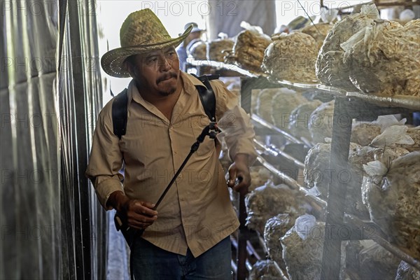 San Pablo Huitzo, Oaxaca, Mexico, Porfirio Morales sprays moisture on bags of oyster mushrooms growing on his farm in rural Oaxaca, Central America