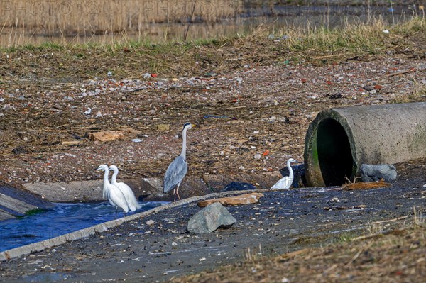 Grey heron and three little egrets waiting for little fishes and crustaceans in cooling water of the Borssele Nuclear Power Station, the Netherlands