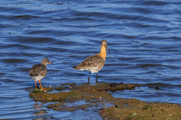 Common redshank (Tringa totanus) and black-tailed godwit (Limosa limosa) in wetland in late winter, early spring