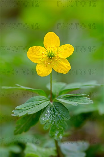 Yellow wood anemone, buttercup anemone (Anemone ranunculoides, Anemanthus ranunculoides) in flower in forest in spring