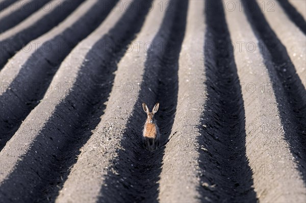 European brown hare (Lepus europaeus) sitting in furrow of freshly planted ridge-row potato field in spring