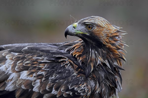 European golden eagle (Aquila chrysaetos chrysaetos) close-up portrait in moorland, heathland in the rain in winter