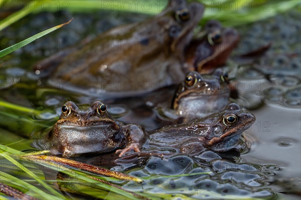 European common brown frogs, grass frog group (Rana temporaria) on eggs, frogspawn in swamp, marsh during the spawning, breeding season in spring