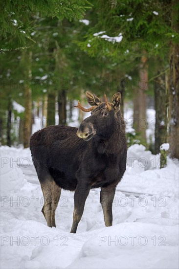 Moose, elk (Alces alces) young bull with small antlers foraging in coniferous forest in the snow in winter, Sweden, Europe