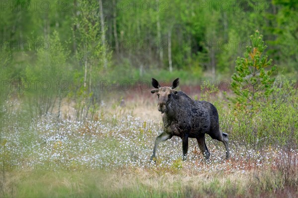 Moulting moose, elk (Alces alces) young bull with antlers covered in velvet foraging in swamp, marsh in spring, Sweden, Europe