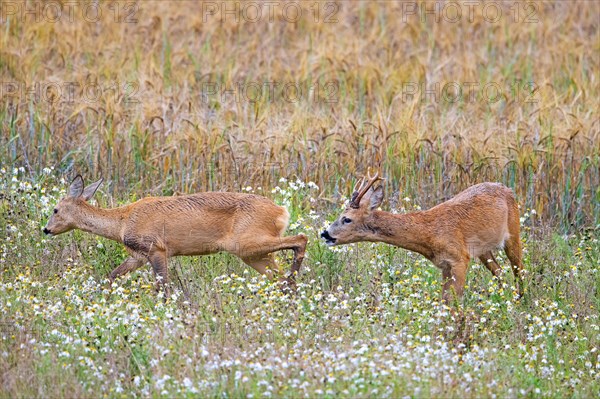 European roe deer (Capreolus capreolus) buck chasing doe in heat before mating in wheat field during the rut in summer