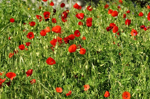 Marseille, Meadow full of red poppies with green background, Marseille, Departement Bouches-du-Rhone, Region Provence-Alpes-Cote d'Azur, France, Europe