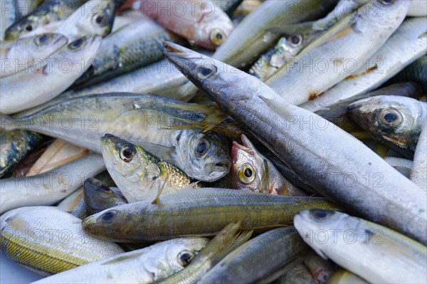 Fresh fish lying in a pile, shiny scales in a blurred blue-grey background, Marseille, Departement Bouches-du-Rhone, Provence-Alpes-Cote d'Azur region, France, Europe