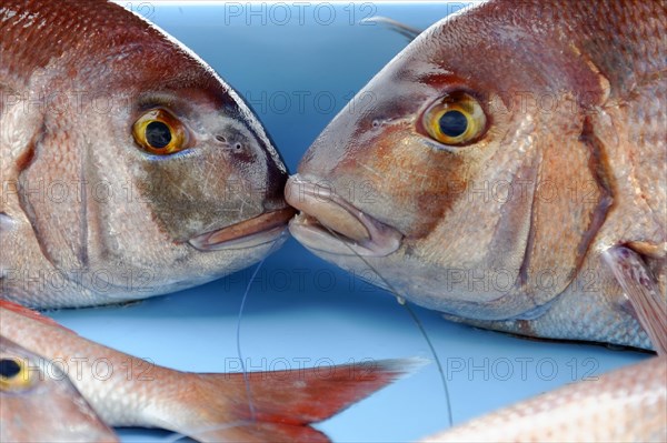 Various Mediterranean fish, fish market at the old harbour, Vieux Port, Marseille, close-up of two red snappers at a fish market with visible scales, Marseille, Departement Bouches-du-Rhone, Region Provence-Alpes-Cote d'Azur, France, Europe