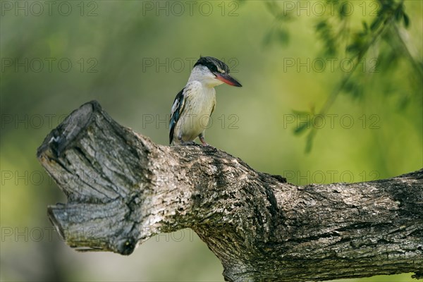 Striped fleece, South Africa, Limpopo, Africa