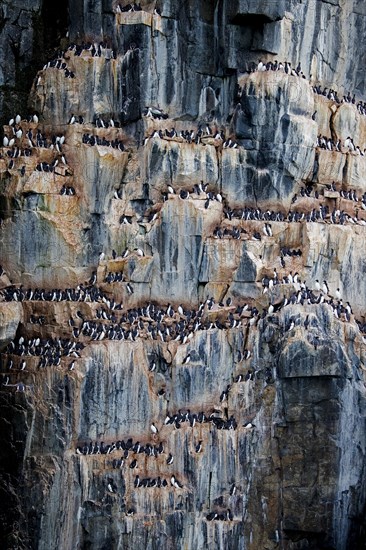 Thick-billed murres, Bruennich's guillemots (Uria lomvia) nesting on rock ledges in sea cliff at breeding colony, Alkefjellet, Svalbard, Spitsbergen