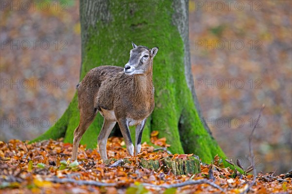 European mouflon (Ovis aries musimon, Ovis gmelini musimon, Ovis ammon) ewe, female in forest in autumn, fall