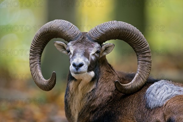 European mouflon (Ovis aries musimon, Ovis gmelini musimon), close-up portrait of ram, male with big horns in forest during the rut in autumn, fall