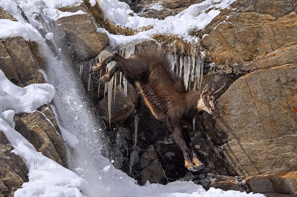 Alpine chamois (Rupicapra rupicapra) fleeing male in dark winter coat descending steep gully in snowy rock face in the mountains of the European Alps