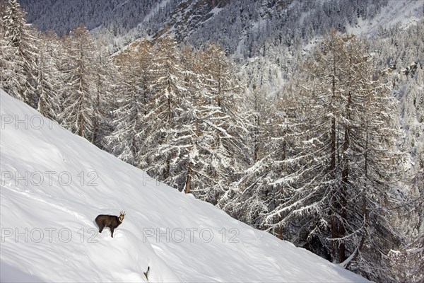 Alpine chamois (Rupicapra rupicapra) solitary male in dark winter coat in deep snow on mountain slope at edge of larch forest in the European Alps