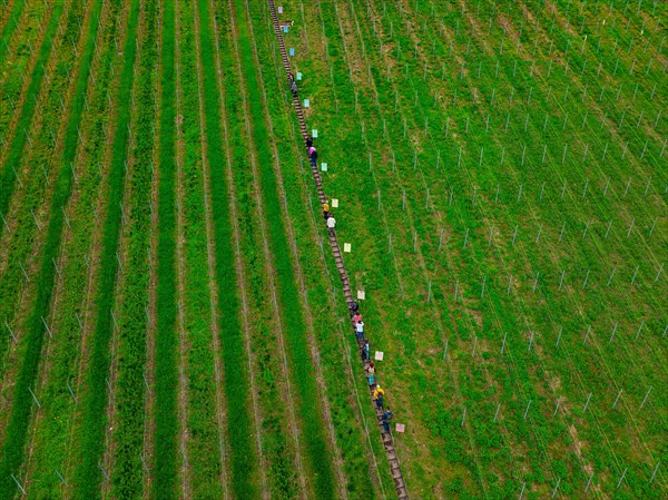 Aerial view of a long line of people stretching through the rows of a vineyard, Jesus Grace Chruch, Weitblickweg, Easter hike, Hohenhaslach, Germany, Europe