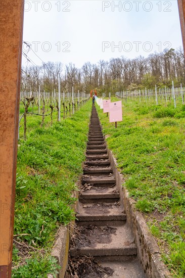 View along a straight staircase leading through young vines in a field, Jesus Grace Chruch, Weitblickweg, Easter hike, Hohenhaslach, Germany, Europe