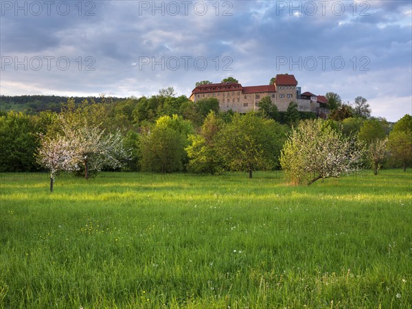 View of Creutzburg Castle in the last evening light, green meadow and blossoming fruit trees, Creuzburg, Thuringia, Germany, Europe