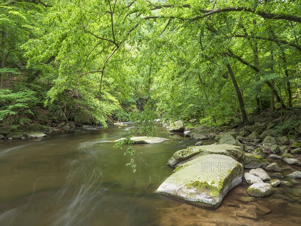 The River Bode with rapids and boulders in the Bode Valley between Thale and Treseburg, Harz National Park, Thale, Saxony-Anhalt, Germany, Europe