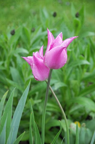 Langenburg Castle, Wet purple tulip (Tulipa) after rain with green leaves, Langenburg Castle, Langenburg, Baden-Wuerttemberg, Germany, Europe